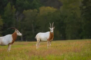 Kilgore, TX 75662