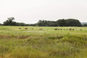 Mullin, TX 76864