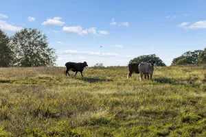 Point, TX 75472