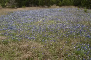 Cedar Hill, TX 75104