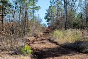 Ben Wheeler, TX 75754