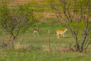 Comanche, TX 76442