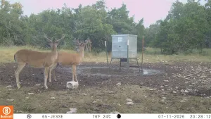 Harper, TX 78631