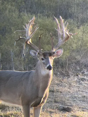 Comanche, TX 76442