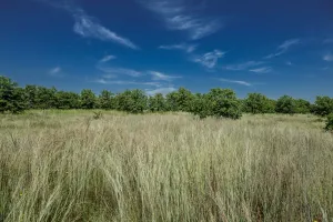 Henrietta, TX 76230
