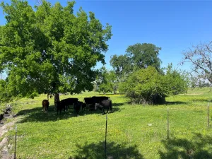 Lake Creek, TX 75450