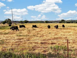 Krum, TX 76249
