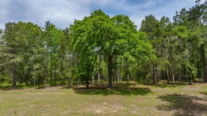 Linden, TX 75563