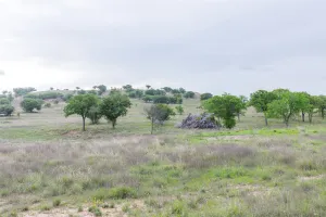 Ovalo, TX 79541