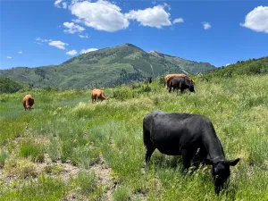 Durango, CO 81326