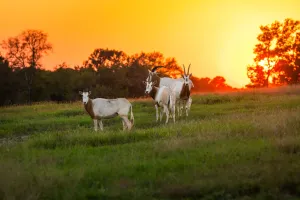 Kilgore, TX 75662