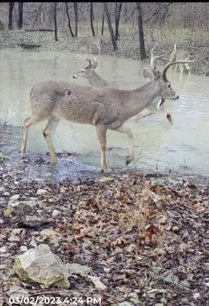 Whitesboro, TX 76273