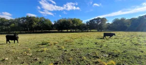 Fort Worth, TX 76120
