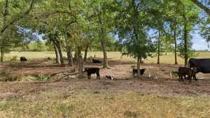 Collinsville, TX 76233