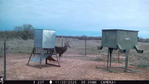 Haskell, TX 79521