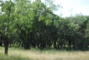 Comanche, TX 76442