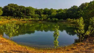 Sulphur Springs, TX 75482