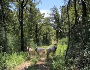 Rockdale, TX 76567