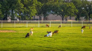 Hico, TX 76457