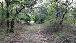 Gorman, TX 76454