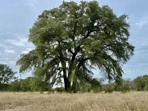 Hico, TX 76457