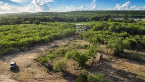 Caddo, TX 76429