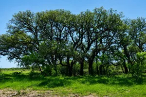 Rochelle, TX 76872