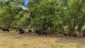 Collinsville, TX 76233