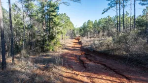 Ben Wheeler, TX 75754