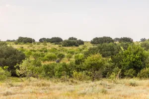 Mullin, TX 76864