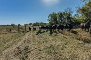 Kemp, TX 75143