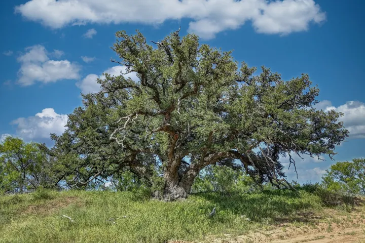 Brookesmith, TX 76827