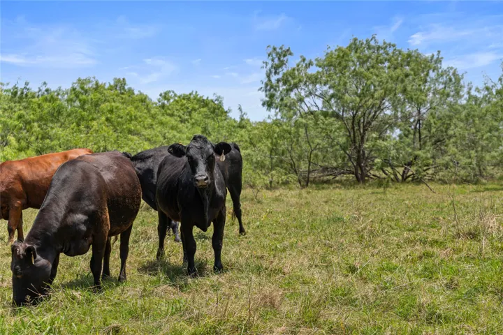 Kemp, TX 75143