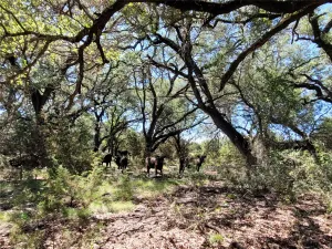 Lampasas, TX 76550