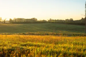 Kilgore, TX 75662