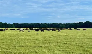 Lake Creek, TX 75450