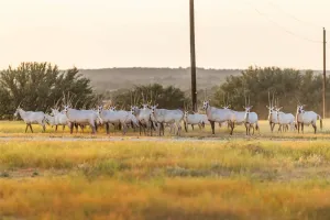 Mullin, TX 76864