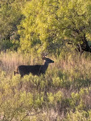Comanche, TX 76442