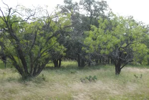 Comanche, TX 76442