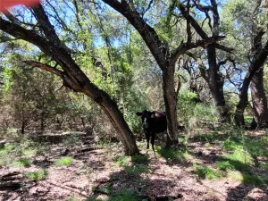 Lampasas, TX 76550