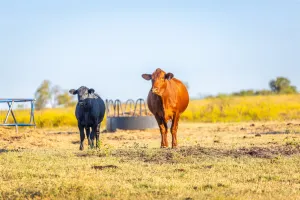 Alvarado, TX 76009