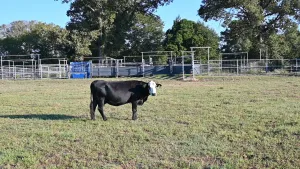 Henderson, TX 75654