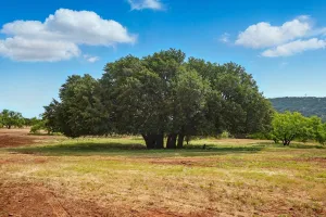 Lawn, TX 79530