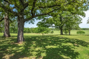 Grand Saline, TX 75140