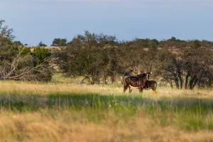 Mullin, TX 76864