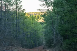 Ben Wheeler, TX 75754