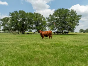 Jonesboro, TX 76538