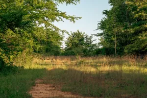 Athens, TX 75751