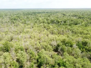 Orange, TX 77614