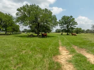 Jonesboro, TX 76538